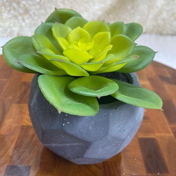 Faux Succulent, in 3”H circular pot (2 available for individual purchase) - Picture 1 of 11